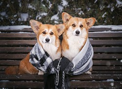 Вельш Корги Пемброк