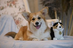 Корги с игрушкой